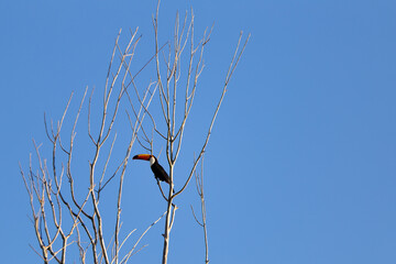 Um tucano empoleirado em um galho com céu azul ao fundo.
