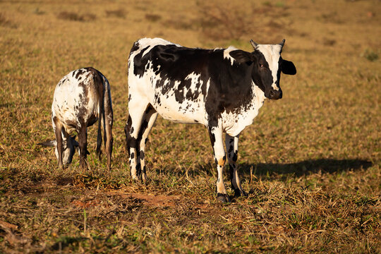 Uma vaca malhada com seu bezerro em um pasto seco.|