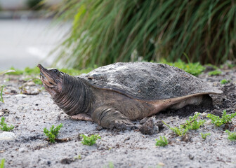 Florida softshell female turtle with neck partially extended is laying eggs between a canal and the...