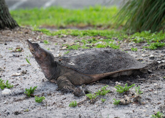 Florda softshell turtle female with extended neck is laying eggs between a canal and the roadside.