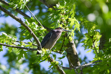 heron on branch
