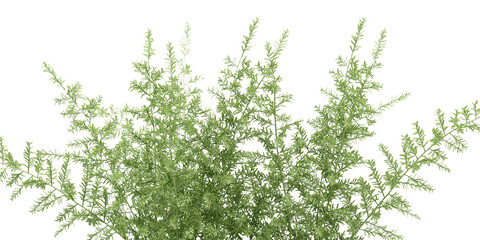 green grass isolated on white background