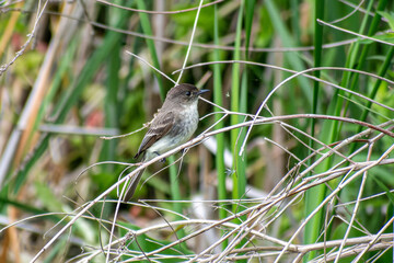 a bird