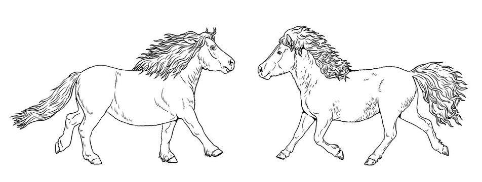 Galloping ponies. Illustration with the small horse to color in. Horses portrait.