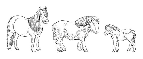 Family of ponies to color in. Illustration with the small horse. Horses portrait.