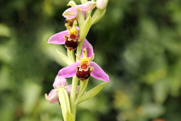 Fototapeta premium a beautiful bee orchid with two pink flowers and a green background closeup