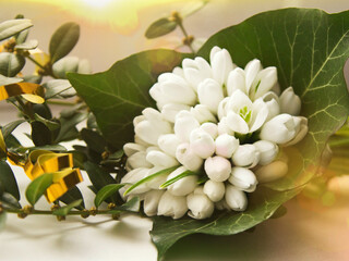 Obraz premium Snowdrop spring flowers bouquet. Delicate snowdrop flower one of spring symbols telling us winter is leaving & warmer times ahead. Fresh green leaves well complementing white snowdrop flowers blossoms