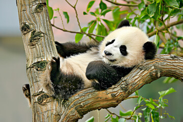 Fototapeta premium A baby panda cub sleeping on a tree branch.