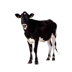Fototapeta premium Cow in white background 