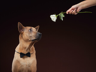A poised dog wearing a black bow tie looks admiringly at a white rose held by a human hand. 