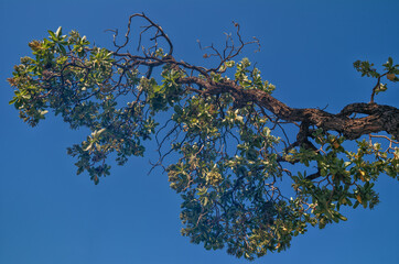Twisted Tree Branches with Fresh Spring Leaves Under Blue Sky.