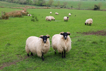 Obraz premium Landscape with sheep field in countryside of England, UK