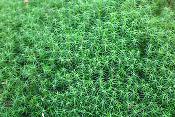 Green moss Bryophyte growing on the ground in the Scotland woods