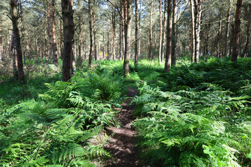 Beautiful green ferns in the forest in Scotland, UK