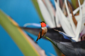 Orange Hummingbird On Palm Leaf Over Blue