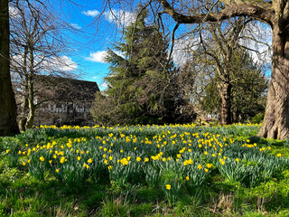 Obraz premium Yellow Daffodils blooming in the sunshine in England, UK