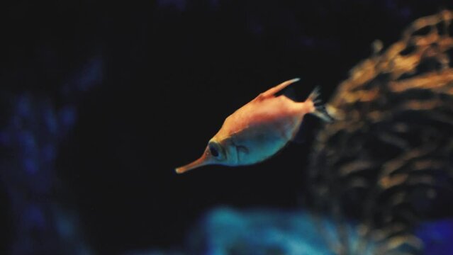 Longspine snipefish swimming in dark waters in huge tank close-up marine life footage