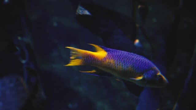 Spanish hogfish swimming in huge aquarium tank with changing lights marine life close-up