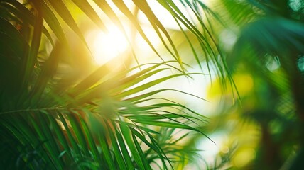 Obraz premium bamboo tree park outdoor nature