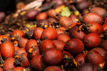 aguaje or buruti, Amazon fruit, aguaje in the ground that is harvested in the Amazon jungle, this fruit is a delicacy and is used in beauty products