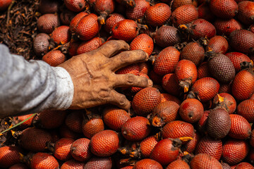 aguaje or buruti, Amazon fruit, aguaje in the ground that is harvested in the Amazon jungle, this fruit is a delicacy and is used in beauty products