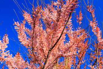 Branch of pink purple tamarix tree blooming on blue background. Blooming branches of pink purple Tamarix tree in spring. Tamarix or salt cedar plant tree, shrub, bush - pink purple blooming background