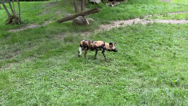 Afrikanische Wildhunde streifen durch einen Zoo