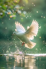 A white dove was flying over the water, spreading its wings and making ripples on the surface.