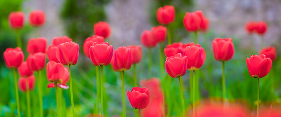 heap of red tulip flowers in green grass
