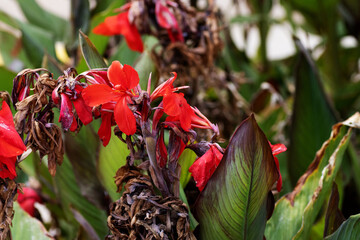 many red Canna Lily (family Cannaceae) flower with a natural background