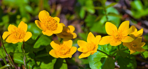 closeup yellow wild flowers in green grass