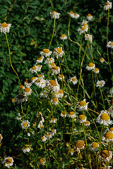 Daisies with white petals and yellow centers in a field