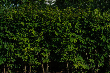 Dense green bush illuminated by sunlight in a park