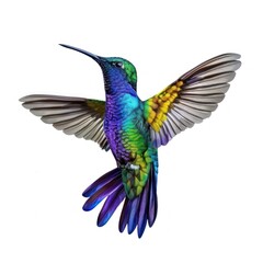Hummingbird isolated on white background 