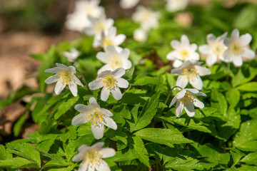 White wild flowers. Anemone nemorosa plant bud