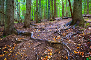 ground road through forest on mountain slope