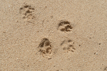 Close-Up of Dog Paw Prints on Sand