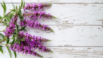 Purple lythrum flowers with leaves on a white wooden background with a toned effect