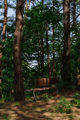 Empty wooden bench in a forest clearing