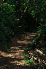 Dense forest trail with sunlight filtering through trees