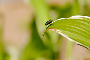 Green bottlefly rests on top of a green plant leaf