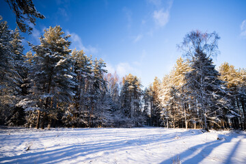 A forest in Estonia in Winter, the pines are covered with snow and everything looks calm, the snow offers a clear and bright image that contrasts with the green of the trees