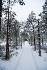 A forest in Estonia in Winter, the pines are covered with snow and everything looks calm, the snow offers a clear and bright image that contrasts with the green of the trees