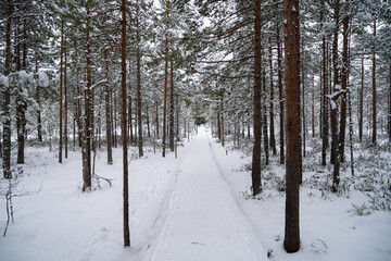 A forest in Estonia in Winter, the pines are covered with snow and everything looks calm, the snow offers a clear and bright image that contrasts with the green of the trees