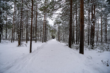A forest in Estonia in Winter, the pines are covered with snow and everything looks calm, the snow offers a clear and bright image that contrasts with the green of the trees