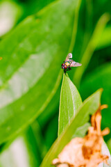Green bottlefly sits on top edge of a leaf