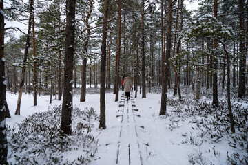 A forest in Estonia in Winter, the pines are covered with snow and everything looks calm, the snow offers a clear and bright image that contrasts with the green of the trees