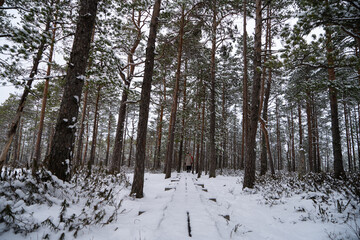 A forest in Estonia in Winter, the pines are covered with snow and everything looks calm, the snow offers a clear and bright image that contrasts with the green of the trees