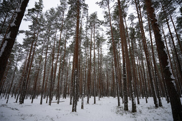 A forest in Estonia in Winter, the pines are covered with snow and everything looks calm, the snow offers a clear and bright image that contrasts with the green of the trees