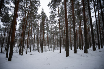 A forest in Estonia in Winter, the pines are covered with snow and everything looks calm, the snow offers a clear and bright image that contrasts with the green of the trees